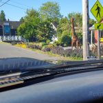 vashon-island-self-guided-tours-wa